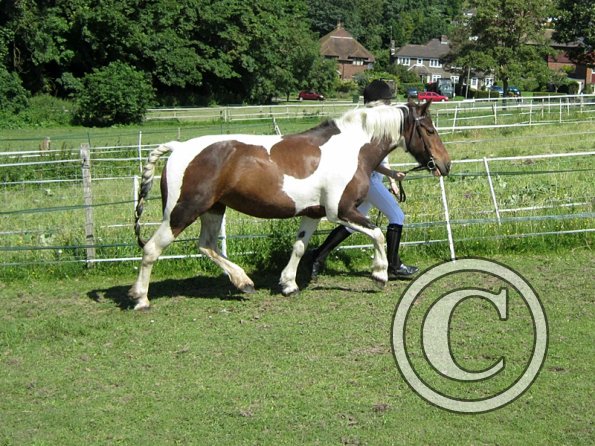 22 July Yard Show (10)