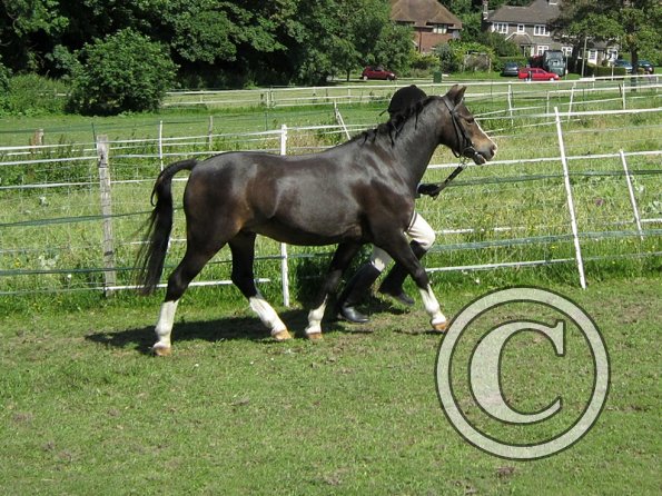 22 July Yard Show (11)