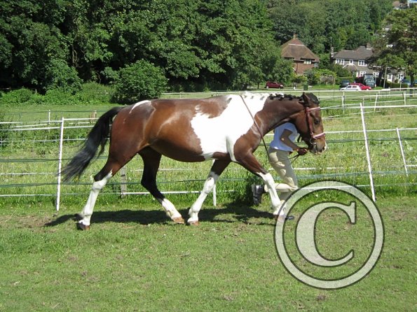 22 July Yard Show (12)