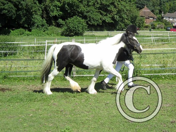 22 July Yard Show (13)