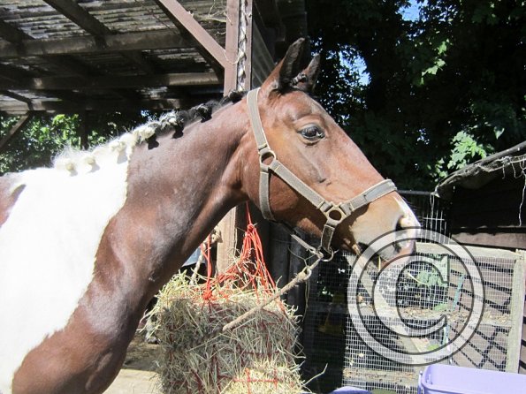 22 July Yard Show (2)