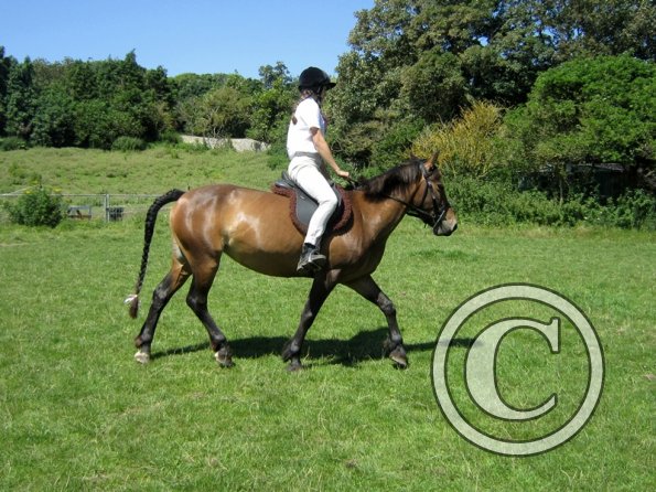 22 July Yard Show (29)