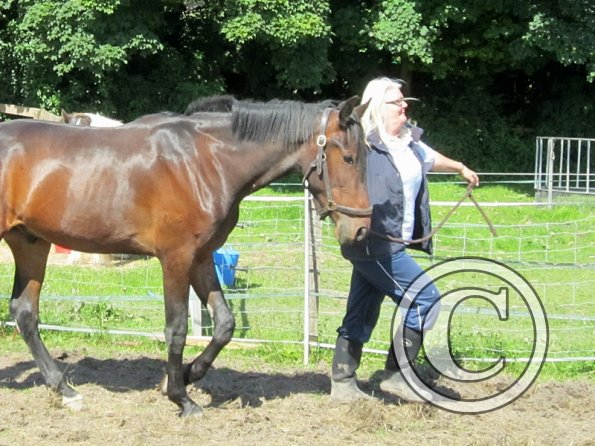 22 July Yard Show (3)