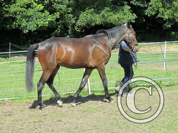 22 July Yard Show (4)