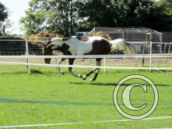 22 July Yard Show (5)