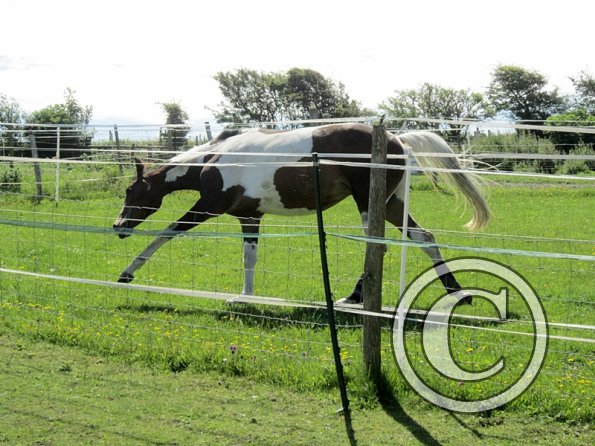 22 July Yard Show (6)