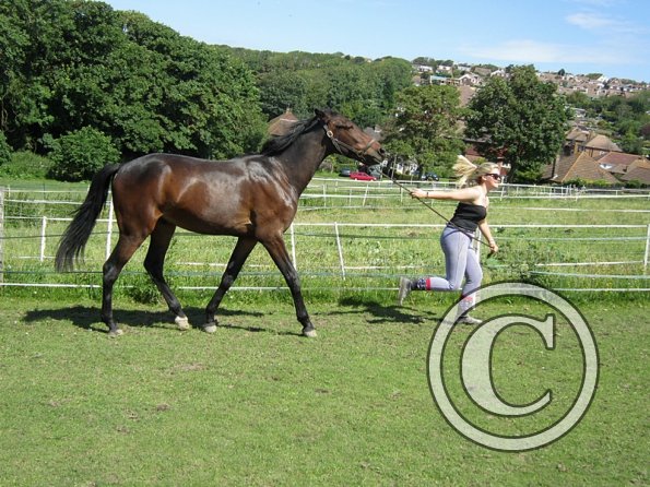 22 July Yard Show (7)