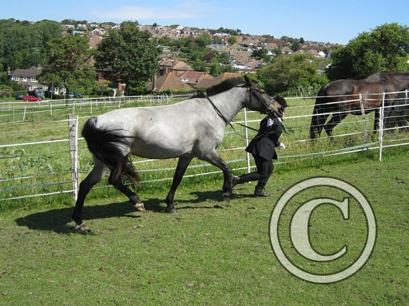 22 July Yard Show (8)