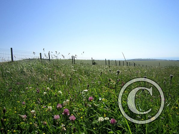 22 July Yard Show (81)