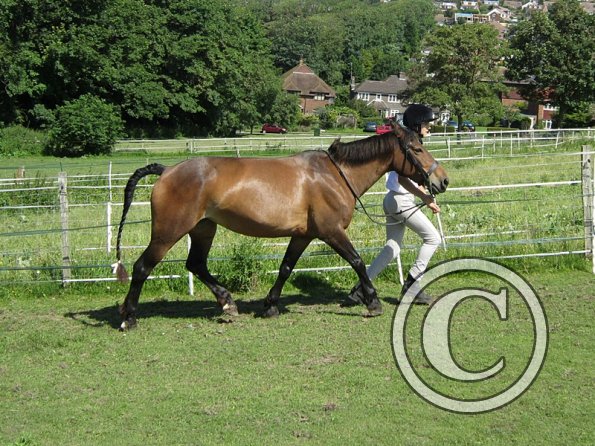 22 July Yard Show (9)