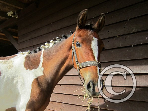 Getting ready on the yard (2)