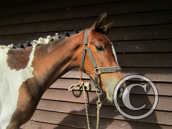 Getting ready on the yard (3)