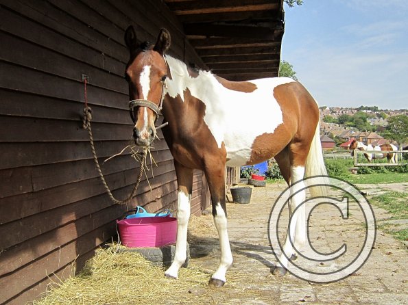 Getting ready on the yard (4)