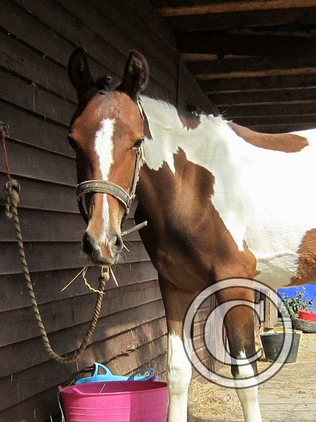 Getting ready on the yard (5)