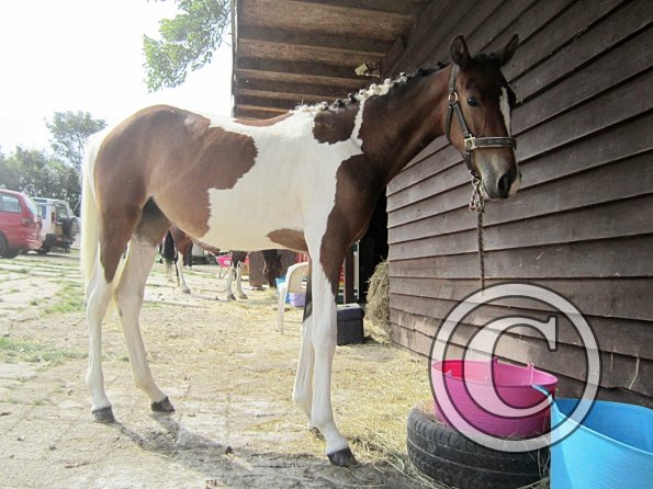 Getting ready on the yard (6)