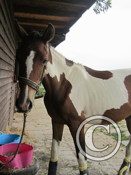 Getting ready on the yard (7)