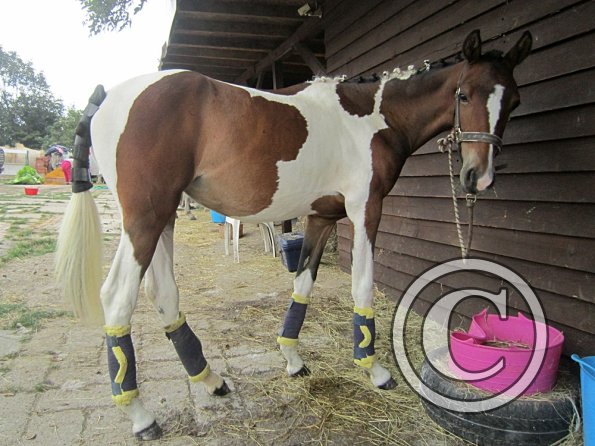 Getting ready on the yard (8)