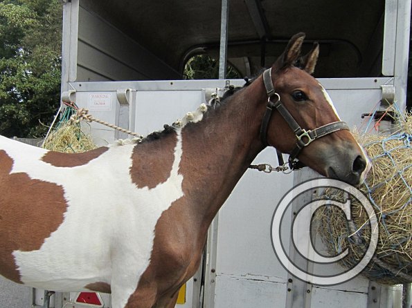 Tied to the trailer (3)