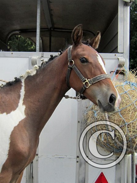 Tied to the trailer (4)