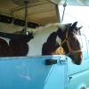 Horsebox