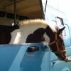 Horsebox