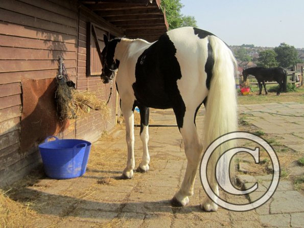 JS Dressage at Corckstead