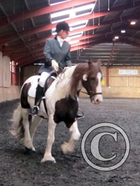 Plumptong dressage warmup (2)