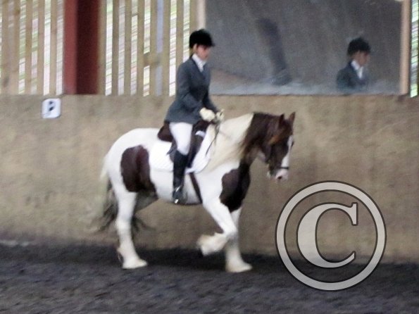 Plumptong dressage warmup (4)