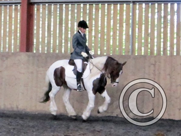 Plumptong dressage warmup (6)