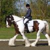 Lucy 2011 dressage