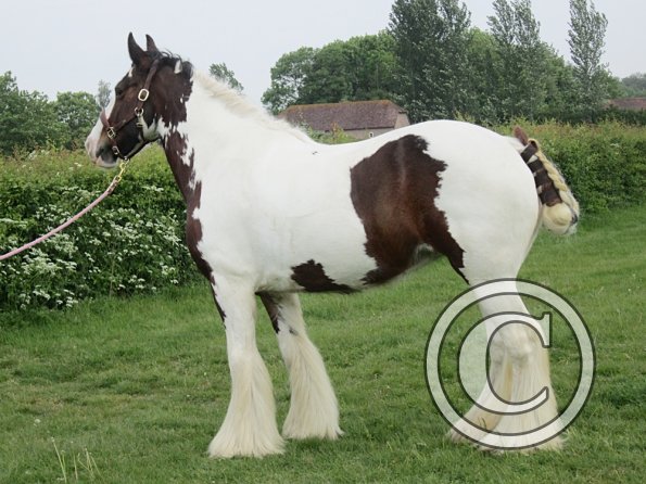 Lucy plaited posing (14)