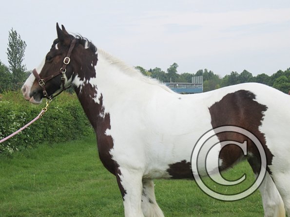Lucy plaited posing (15)