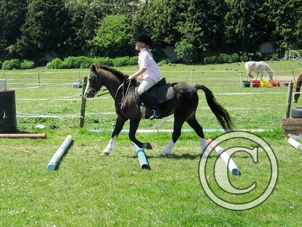 Horse Agility (11)