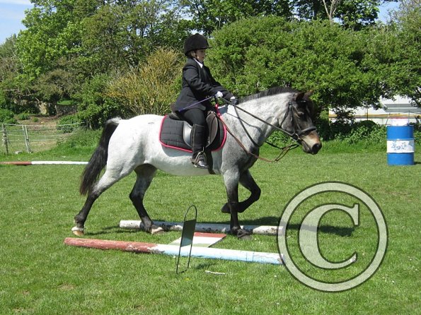 Horse Agility (16)