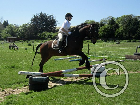 Horse Agility (19)