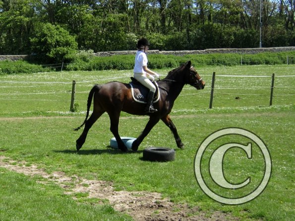Horse Agility (20)