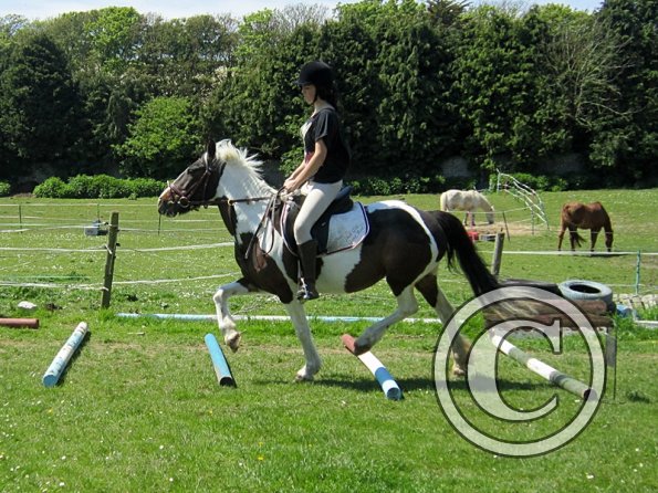 Horse Agility (22)