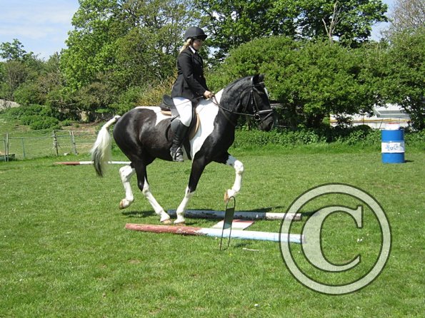 Horse Agility (24)