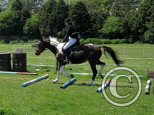 Horse Agility (8)