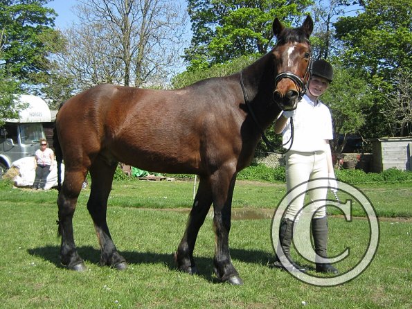 Condition and Turnout (11)