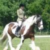 Dressage trot 2