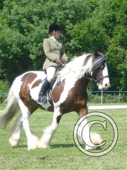 Dressage trot 2