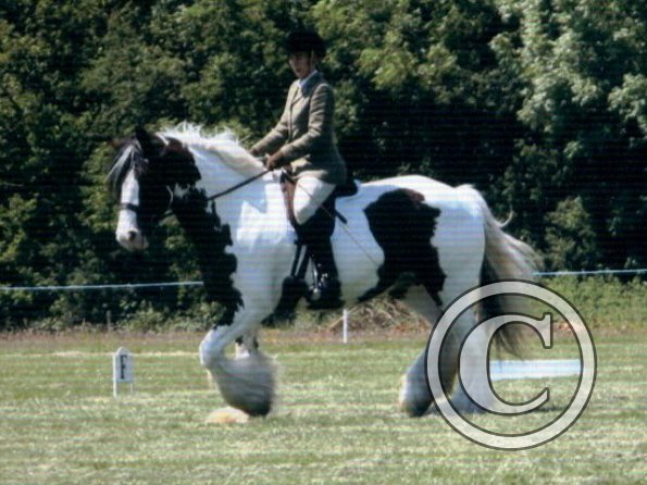 Oakwood Anna and Lucy trot