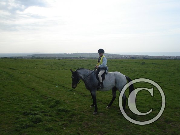 Dixie on Telscombe Tye