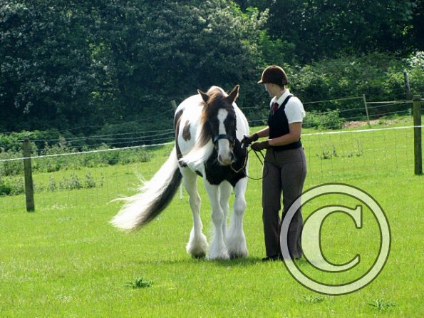 Condition and turnout (11)