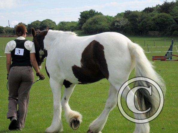 Condition and turnout