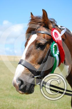 Lancelot rosettes 3