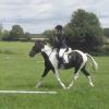 JD Dressage