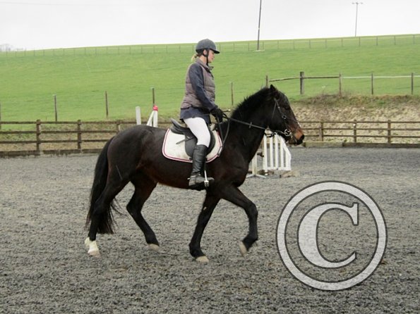 Rhi Brendon Stud jumping (10)