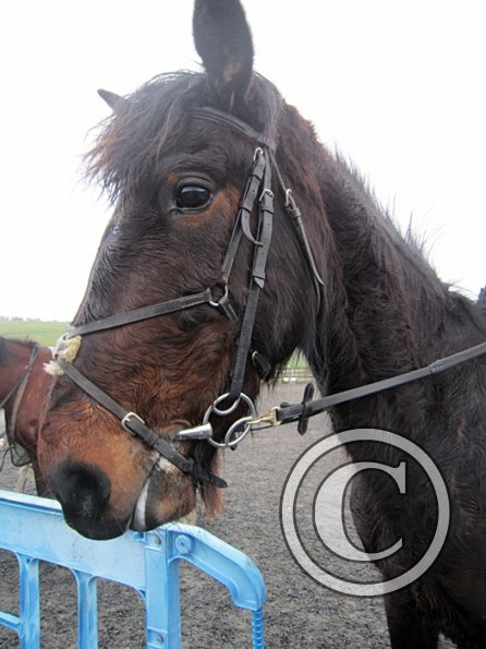 Rhi Brendon Stud jumping (12)